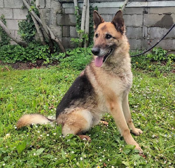 Ciccillo Pastore Tedesco